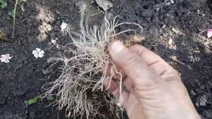 #цветы #нарциссы #осенняяпосадка / Посадка нарциссов осенью. Клубок из  полсотни луковиц