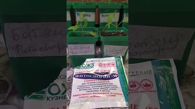 Спасаем рассаду томатов. Лучшие подкормки ютуба. Ставим эксперименты. смотреть онлайн