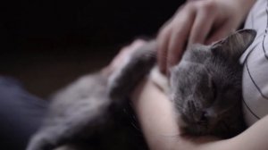 Магия кошки. Просим помощи у своего кота