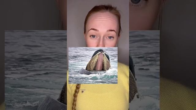 Китовый ус. Что это, где растёт и для чего нужен смотреть онлайн