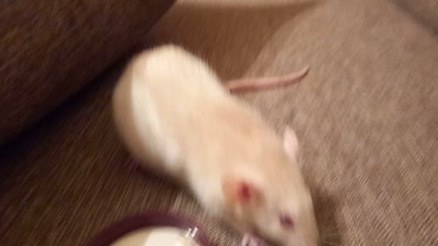 подкорм для крыс смотреть онлайн