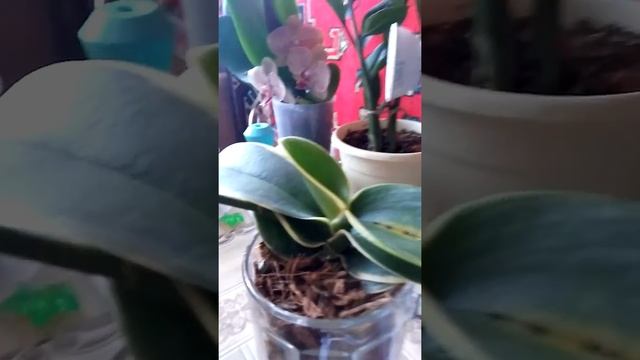 Черные пятна на листьях орхидеи sogo vivien смотреть онлайн