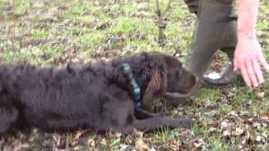 Wachtelhund Płochacz niemiecki