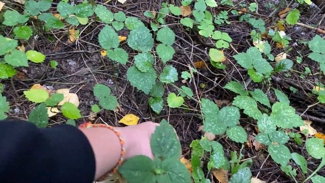 Грибная охота в Софрино. Кормлю лешего и Рычу на дочь за троллинг. Влог смотреть онлайн