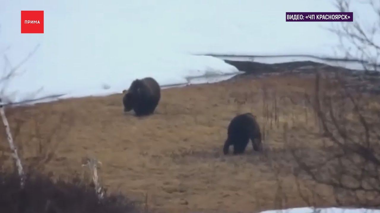 В Минприроды РФ предложили разрешить охоту на медведей в спячке