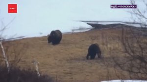 В Минприроды РФ предложили разрешить охоту на медведей в спячке