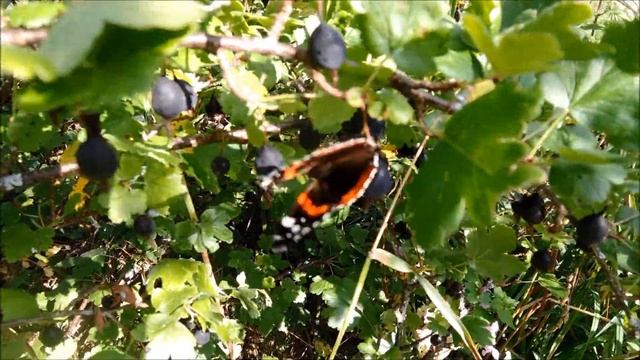 Бабочка адмирал лакомится крыжовником в моём саду 蝴蝶 смотреть онлайн