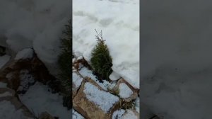Бетонный пол в каркасной бане ??