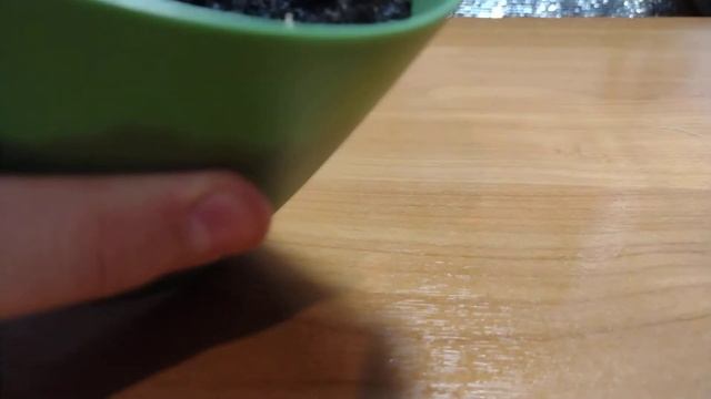 выращивание фасоли в домашних условиях смотреть онлайн