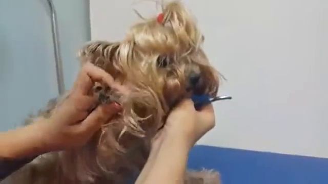 Как стрич когти йорку смотреть онлайн