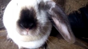 Как определить беременность\ сукрольность крольчихи легким способом