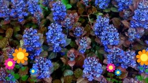Живучка ползучая Atropurpurea. Краткий обзор, описание характеристик, где купить саженцы