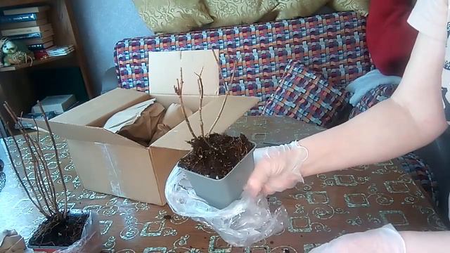 Спасибо за посылку. Получила новые саженцы. 22.02.2023г. смотреть онлайн