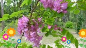 Робиния Декаиснеана. Краткий обзор, описание характеристик robinia ambigua Decisneana