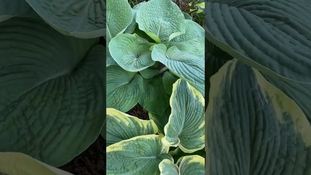 Хосты июнь 2021 смотреть онлайн