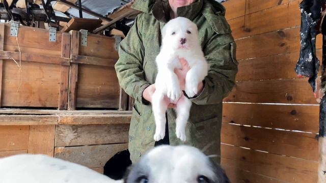 Вешаем коровью шкуру в вольер.Барда и щенки от Мартына.Бульдозера линия.САО/алабай.РКФ. +7915778778 смотреть онлайн
