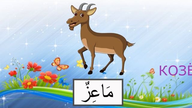 Домашние животные на арабском. Произношение смотреть онлайн