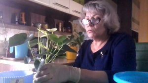 Антуриум "ванилла"- из магазина.Что делать?