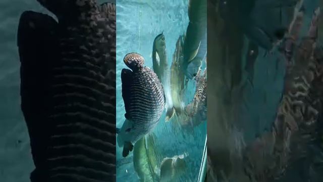 Shanghai Zoo Aquarium 2