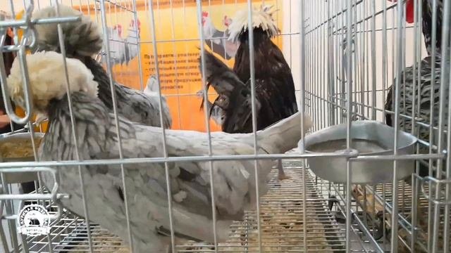 Выставка «Агрофарм-2019»: клетки и кормушки для кур, корейские лампы для брудеров, цесарки, куры