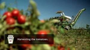 How does Heinz harvest its tomatoes? | Heinz Tomato Ketchup