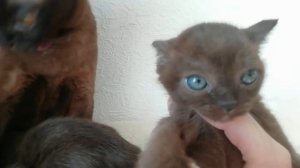 Котята бурмы 1,5 мес