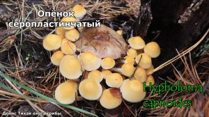 Опёнок серопластинчатый | Hypholoma capnoides