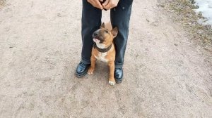 Дрессировка щенка бультерьера. Минибуль Дан.