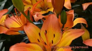 Лилия азиатская горшечная (lilium asiatic sunset joy) ? лилия обзор: как сажать луковицы лилии