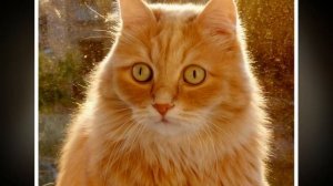 Завела жена кота на мою голову, теперь пью успокоительное и перед людьми стыдно! И смех и грех!