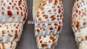 MITRA MITRA SHELL MITRA PAPALIS MITRIDAE MITRA STICTICA