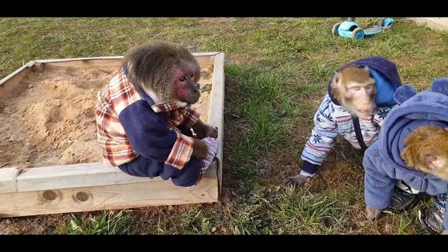 Наши Прогулки  (домашние макаки)