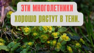 Эти многолетники хорошо растут в тени.??