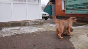 Щенки бордер терьера