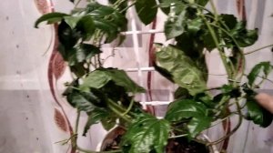 Зимовка пассифлоры на подоконнике