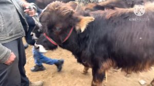 10 марта 2024 г АНДИЖОН МАРХАМАТ МОЛ БОЗОРИ НОВВОСЛАР НАРХЛАРИ ANDIJON MARXAMAT MOL BOXORI NARXLARI