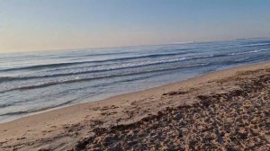 Лабрадор,#лабрадор #лабрадорретривер #ретривер #cachorro #labrador #чёрный лабрадор