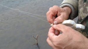 Жерех. Резинка хорошо себя зарекомендовала.