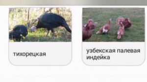 Породы индюков которы я знаю