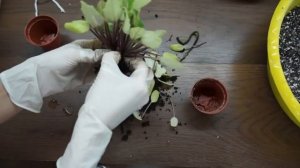 О КРИСТАТНОСТИ фиалки Lituanika (ЛИТУАНИКА),разделяю деток.