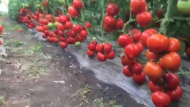 Томат Агилис F1 в Ростове 2018. смотреть онлайн