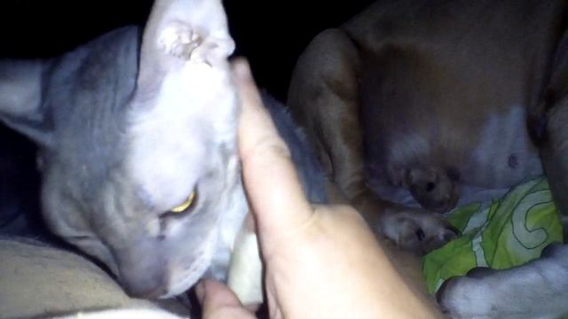 сказки на ночь...нашей Плюше 9 лет! смотреть онлайн