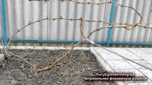 ? Ошибка! Никогда ТАК НЕ ФОРМИРУЙ РУКАВА на винограде. Вот что будет с ЭТИМИ рукавами уже через год