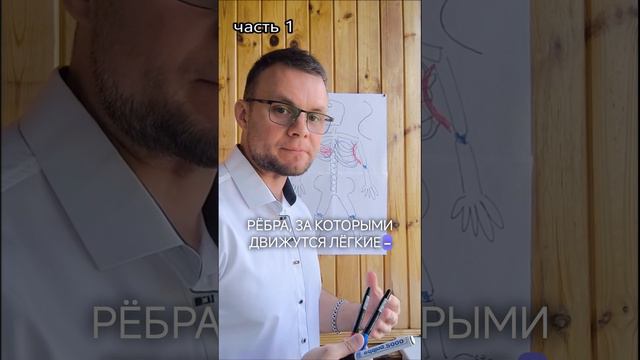 Анатомия для чайников ч.1