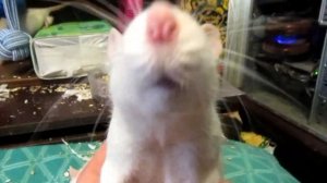 Ленивые крысы, или сонные вистары на водопое. (Fancy Rats | Декоративные Крысы)