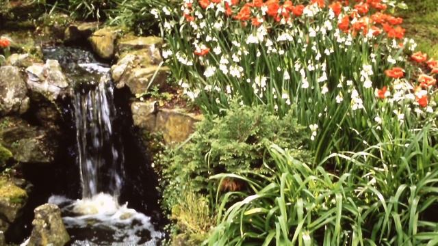 A walk in Keukenhof at Lisse - Holland смотреть онлайн