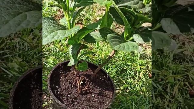 Гортензия крупнолистная сорт Рембрандт. Советы по уходу и где можно приобрести в описании? смотреть онлайн