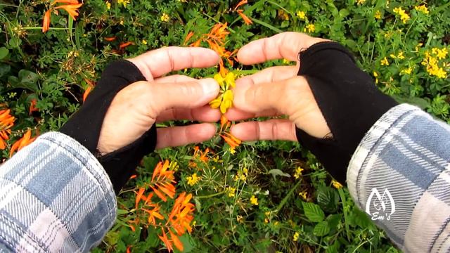 In the Garden - Pressed Flowers: Montbretia, Bird's-Foot Trefoil, Nasturtium and Nigella смотреть онлайн