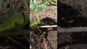 Уход за клубникой после посадки