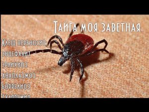 ПРОВЕРЕННЫЕ СОВЕТЫ ДЛЯ ЗАЩИТЫ ОТ КЛЕЩЕЙ И ДРУГИХ КРОВОСОСОВ